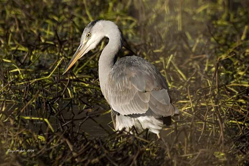 Airone cenerino - Ardea cinerea